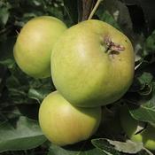Eight Square (aka Kill Apple)