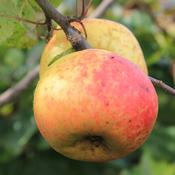 Gibbon's Russet