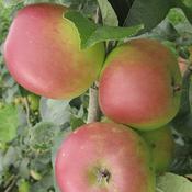 Glenstal Cooker (aka Dewdney's Seedling)