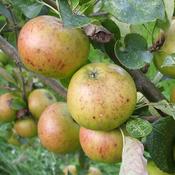 Kilkenny Pearmain
