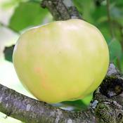 Miller's Seedling