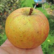 Peach Melba (aka Pêche Melba)