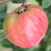 Piltown Early Red