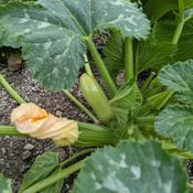 Courgette, Syrian White 