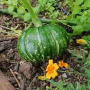 Pumpkin, Ebisu image