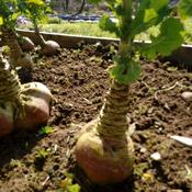 Swede, Ellen's 