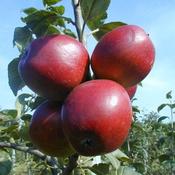 Gibbys Apple (aka Cider Caledon)