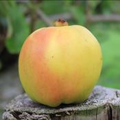 Langan's Pearmain