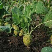 Kohlrabi, Superschmelz