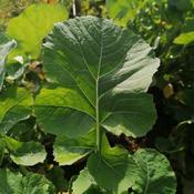 Cabbage, Sean Flynn’s Westmeath Greens image