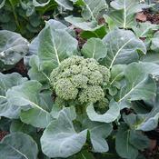 Broccoli, Verdante Calabrese