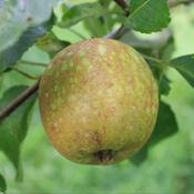 Buttermilk Russet