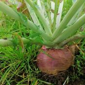 Swede, Bangholm