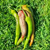 Chilli Pepper, Rezha Macadonia  image