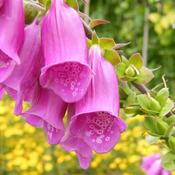 Flower, Foxglove