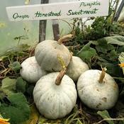 Pumpkin, Oregon Homestead Sweetmeat