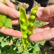 Pea, Table Talk  image