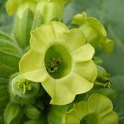 Flower, North American Tobacco