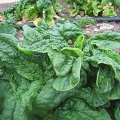 Spinach, Virginia
