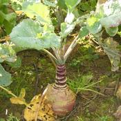 Swede, Backweston Selection 