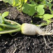 Radish, German Beer