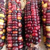 Corn, Painted Mountain