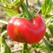 Pepper, Sunnybrook  image