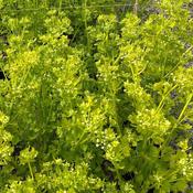 Celery, Golden Self Blanching