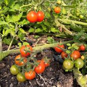 Tomato, Turmi 1