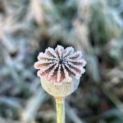Poppy Flower Seed Head Greetings Card