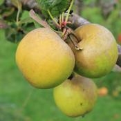 Herbert Russet