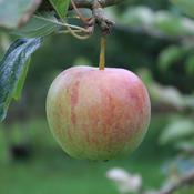 Allington Pippin