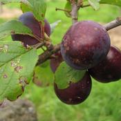 Red Heiton/Horse Plum