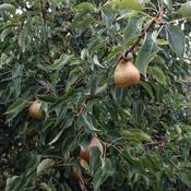 Nash's Pear