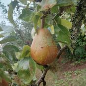 Doyenné du Comice