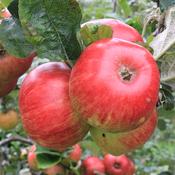 MacNeice Red