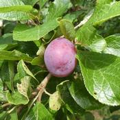 Water Plum