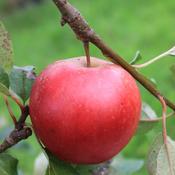 Worcester Pearmain