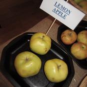 Lemon Apple of Limerick image
