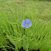 Flax/Linseed, Dr. Stewarts
