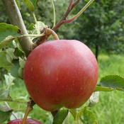 Eve's Apple (aka Juneating, Margaret)