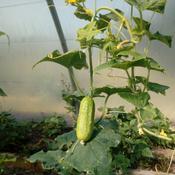 Cucumber, Early Fortune