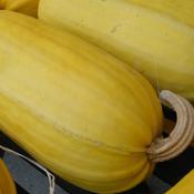 Courgette, Gene Bank Marrow