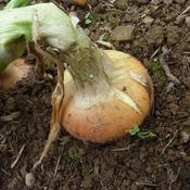 Onion, LaFort image
