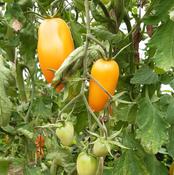 Tomato, Orange Banana Paste
