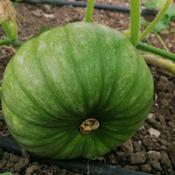Pumpkin, Queensland Blue