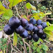 Scariff Wild Plum