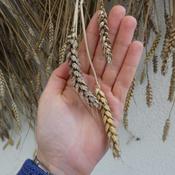 Wheat, Finnian