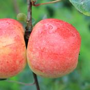 Harvest Eve (aka Culleton)