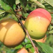 King of the Pippins